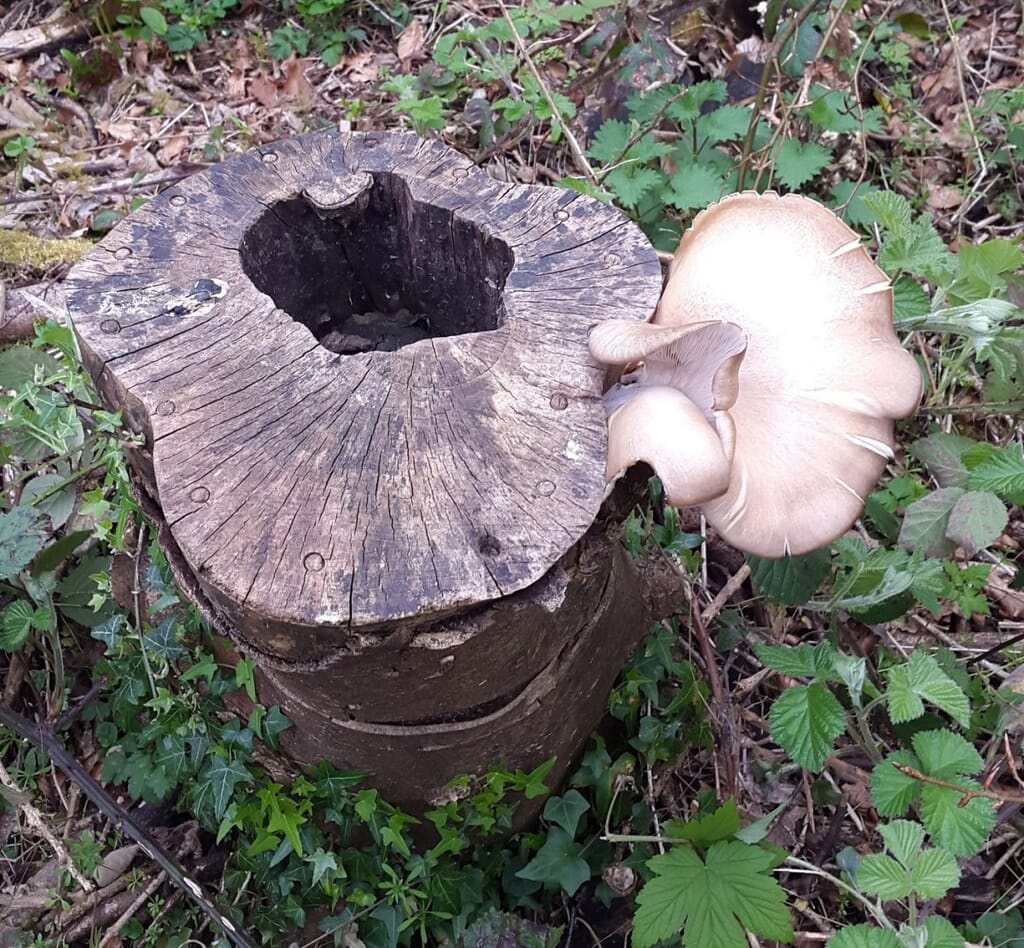 Oyster mushrooms grown on sycamore stump in March 2020