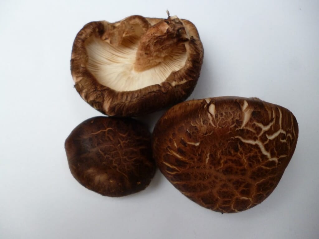 Shiitake mushrooms grown on oak
